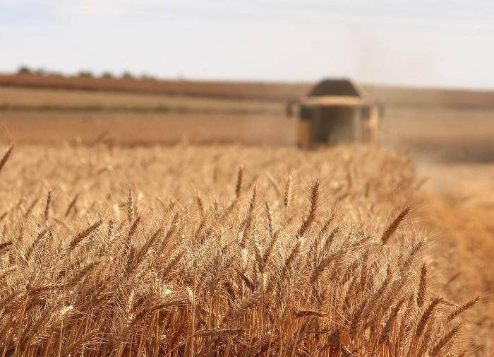 Заморозки в России привели к взлету фьючерсов на пшеницу